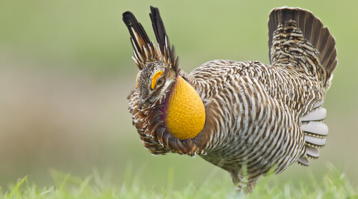 A Lesson from Ecclesiastes 9 and 10 - Prairie Chickens